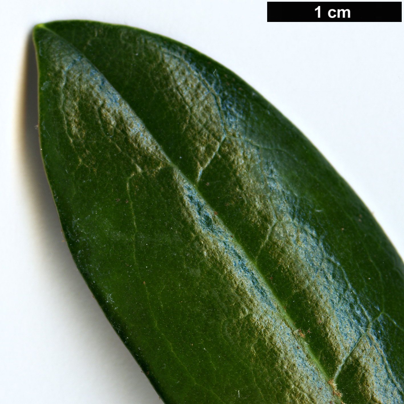 High resolution image: Family: Ericaceae - Genus: Rhododendron - Taxon: degronianum - SpeciesSub: subsp. heptamerum var. micranthum High resolution image: Family: Ericaceae - Genus: Rhododendron - Taxon: degronianum - SpeciesSub: subsp. heptamerum var. micranthum